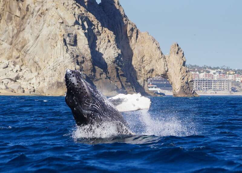 Cabo San Lucas: 2.5-Hour Whale Watching Tour - Marine biologist + hydrophones: what you hear underwater changes everything
