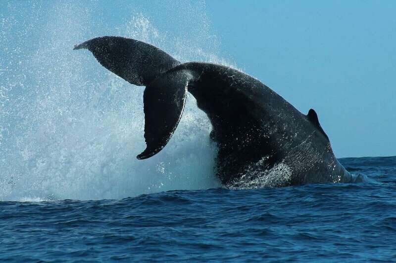Cabo San Lucas: 2-Hour Whale Watching Adventure - Whale Season in Los Cabos: When You Actually Have a Chance