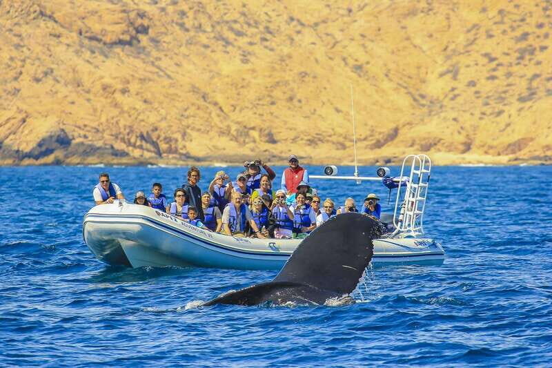 Cabo San Lucas: 2-Hour Whale Watching Adventure - The Inflatable Boat That’s Built for Whale-Friendly Viewing
