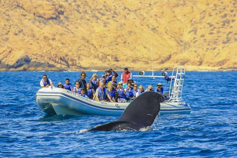 Cabo San Lucas: 2-Hour Whale Watching Adventure - On the Water: What Happens During the Boat Cruise