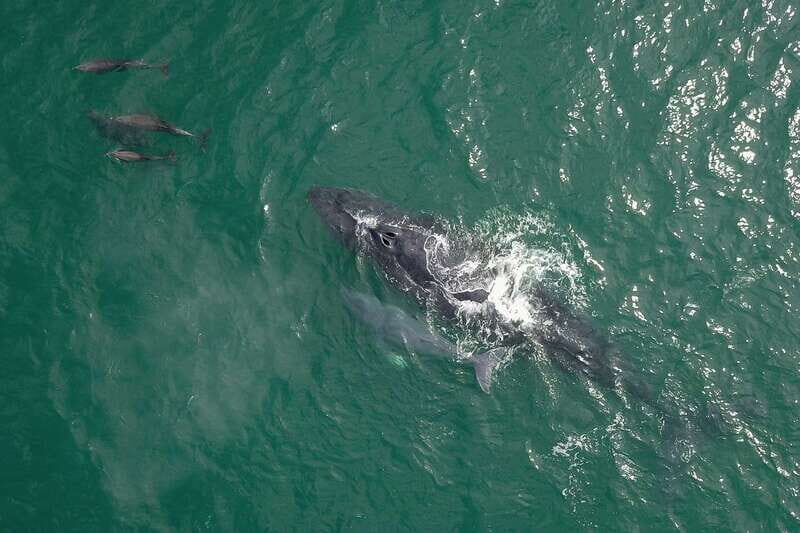 Cabo San Lucas: 2-Hour Whale Watching Adventure - Humpbacks to Watch For: Breaches, Play, and Flukes