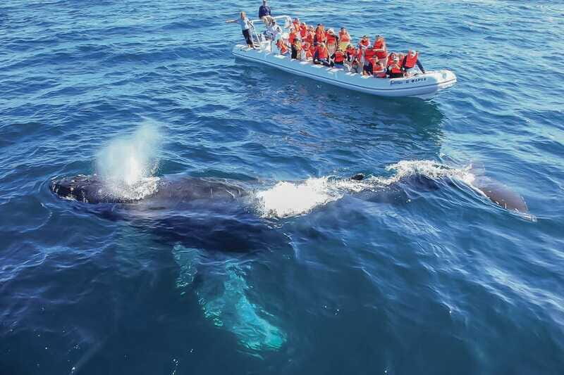 Cabo San Lucas: 2-Hour Whale Watching Adventure - Dolphins Are Not an Afterthought Here