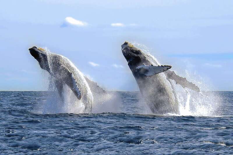 Cabo San Lucas: 2-Hour Whale Watching Adventure - Small-Group Value: Why Fewer Boats Can Mean Better Sights