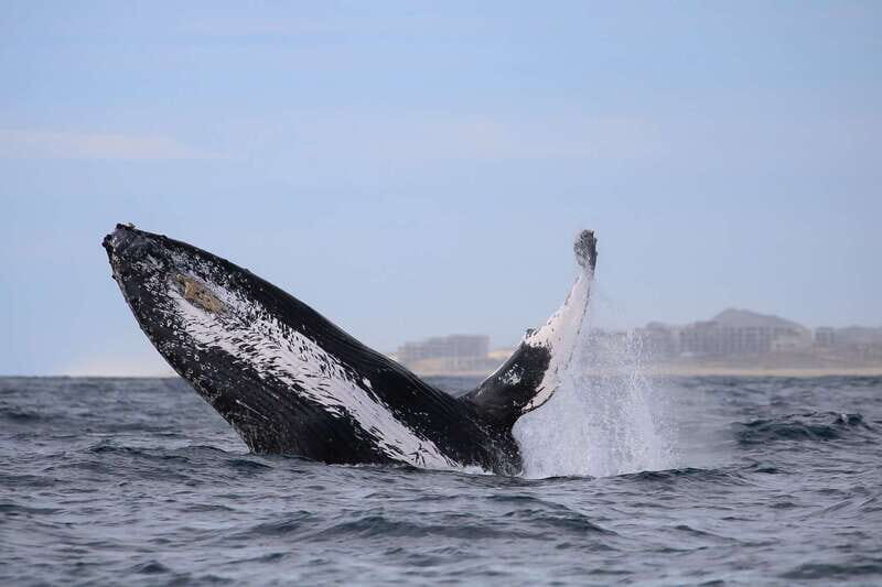 Cabo San Lucas: 2-Hour Whale Watching Adventure - Price and Value: What $99 Really Means (Plus Fees)