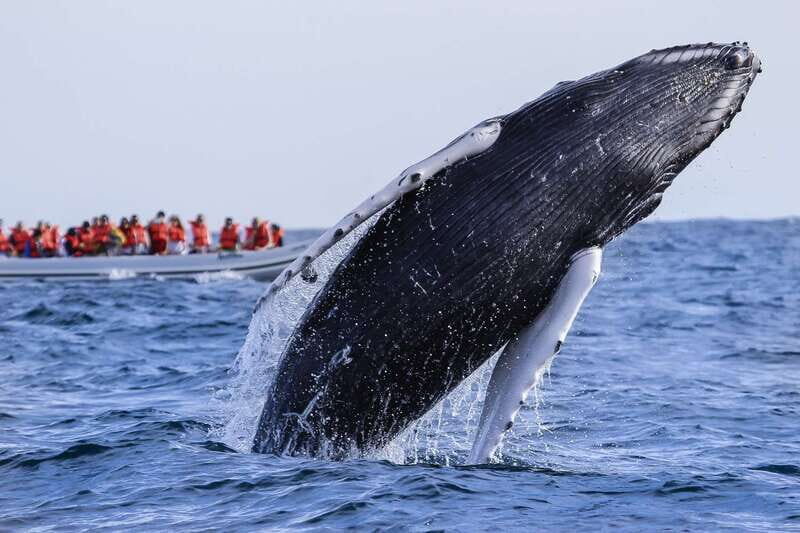 Cabo San Lucas: 2-Hour Whale Watching Adventure - From Pickup to Water: How the Timing Really Feels