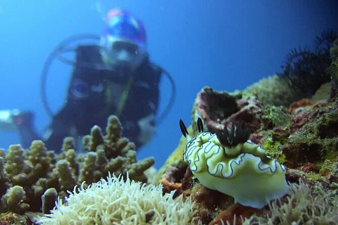Cabo San Lucas 2 Tank Scuba Diving - Price and Value: Is This Worth It at About $150?