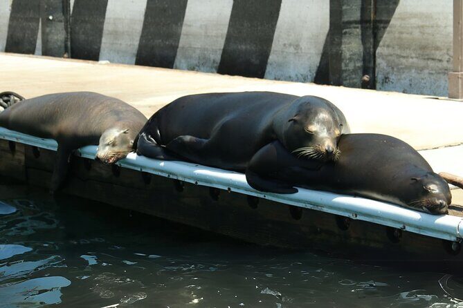Cabo San Lucas Arc Group Tour in Glass Bottom Boat - Key things to know before you go