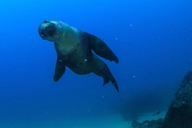 Cabo San Lucas Arch Boat Tour and Snorkeling at Pelican Rock - The Crew: Small-Group Attention and English Support