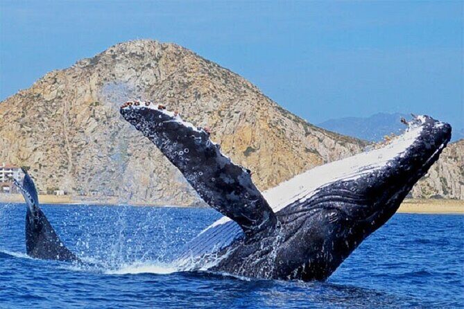 Cabo San Lucas Boat Tour and Snorkel at Pelican Rock - Pelican Rock snorkeling: what you’re really signing up for