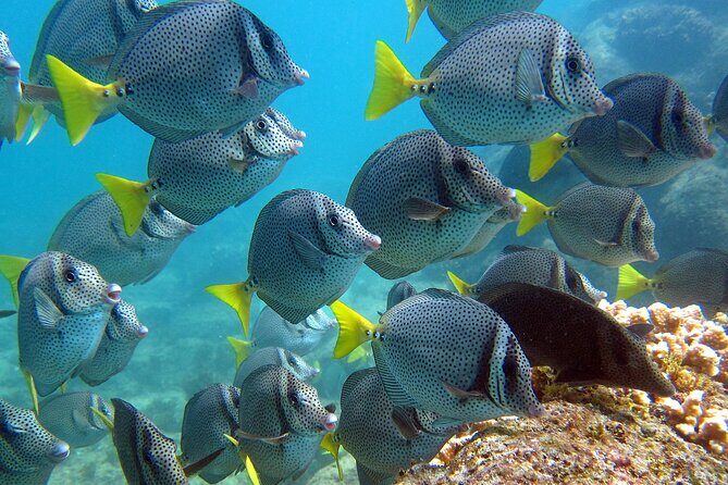 Cabo San Lucas Boat Tour and Snorkel at Pelican Rock - Price and value: $80.10 isn’t cheap, so here’s what makes it feel fair