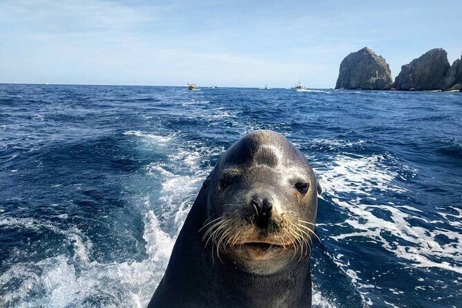 Cabo San Lucas Boat Tour and Snorkel at Pelican Rock - What to bring so you’re comfortable the whole time