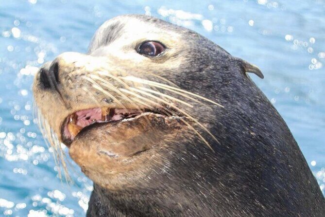 Cabo San Lucas Boat Tour and Snorkel at Pelican Rock - Starting at Señor Frogs Plaza Bonita (and why that matters)