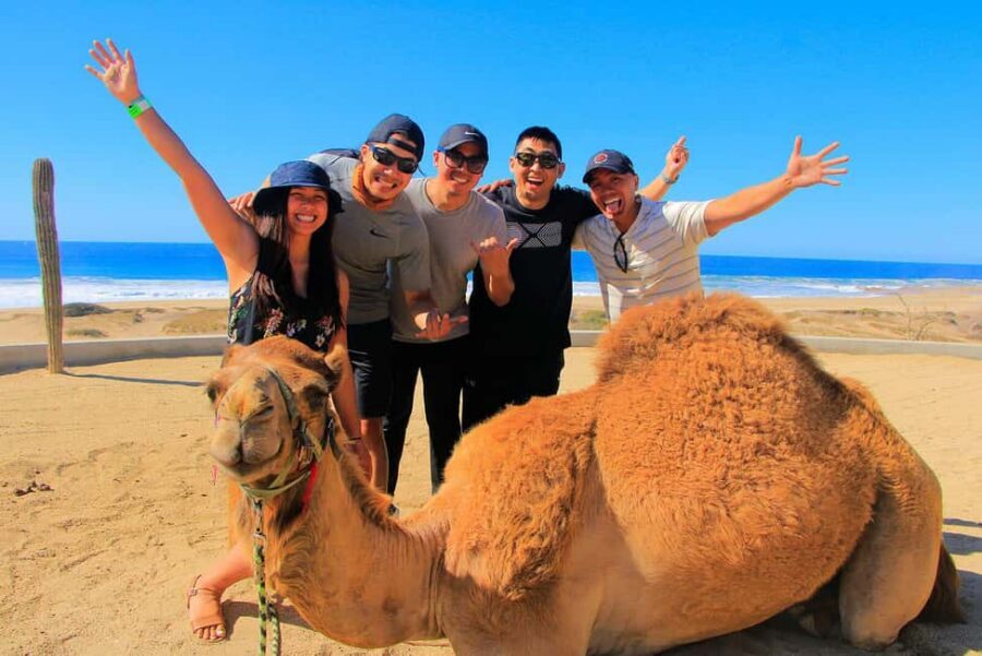 Cabo San Lucas: Camel Ride on the Beach - Getting There on Time: Shuttles, Check-In, and the Two-Hour Reality