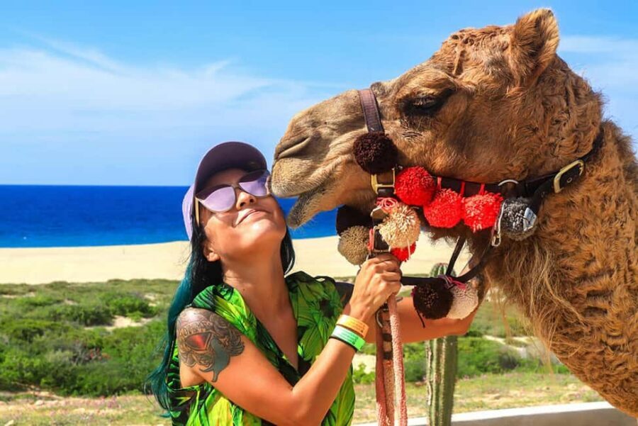 Cabo San Lucas: Camel Ride on the Beach - Nature Hike in the Ecological Reserve: Short, Worth It, and Not Too Serious