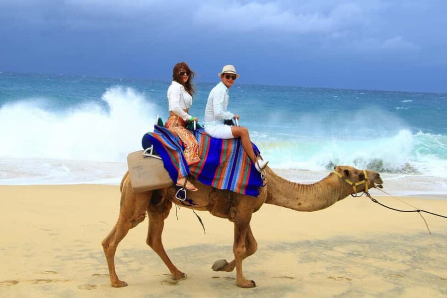 Cabo San Lucas: Camel Ride on the Beach - Who This Tour Suits Best (and Who Should Skip It)