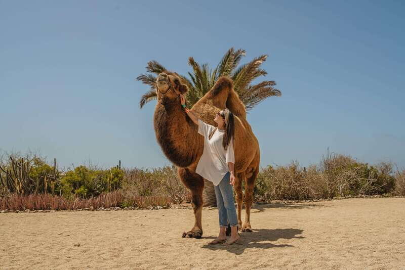 Cabo San Lucas: Camel Safari Tour with Lunch and Tequila - Tortilla-making lesson: the culture moment that feels most worthwhile