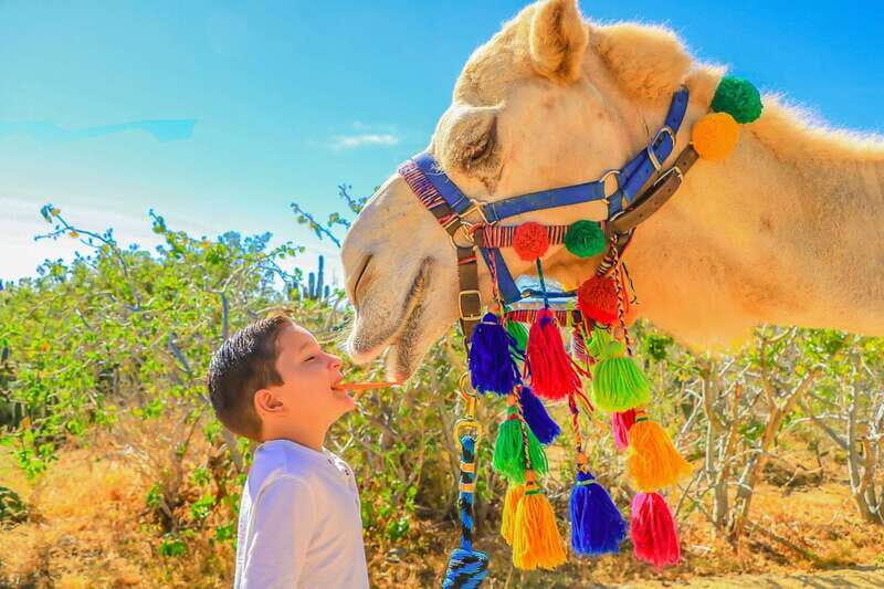 Cabo San Lucas: Camel Safari Tour with Lunch and Tequila - Lunch at the beachfront: buffet style with drinks included