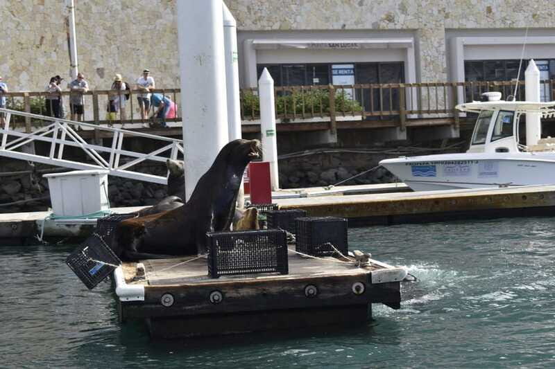 Cabo San Lucas: Glass Bottom Boat Tour to Land's End - Sea Lion Colony: Watching the Action Without the Hassle