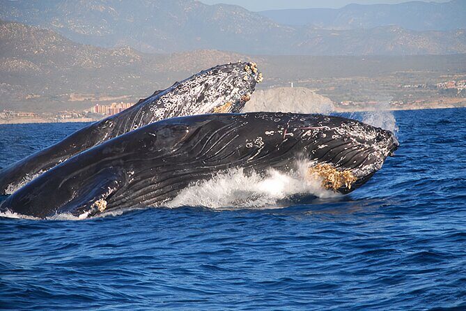 Cabo San Lucas Humpback Whale Watching Tour - Price and value: is $99 a good deal?