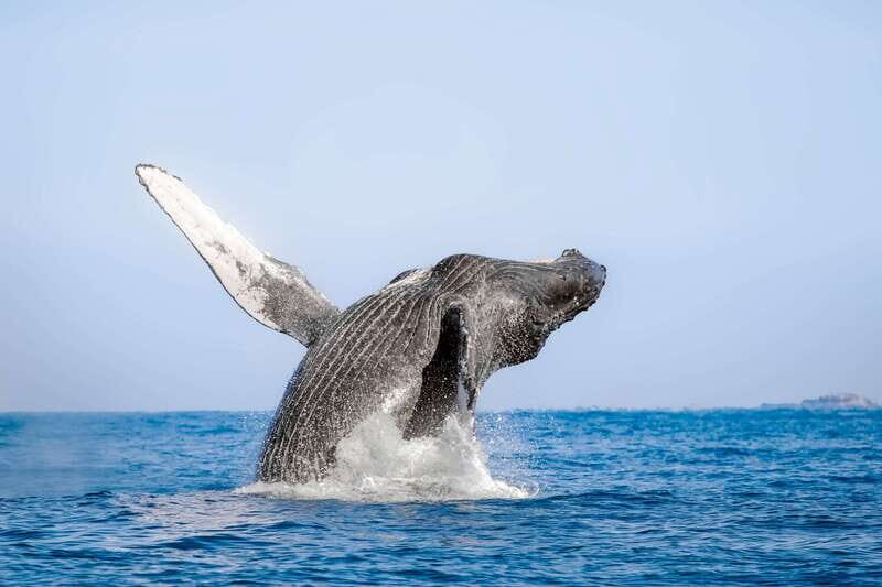 Cabo San Lucas: Luxury Catamaran Whale Watching Experience - Key Things That Make This Whale Trip Worth Your Time