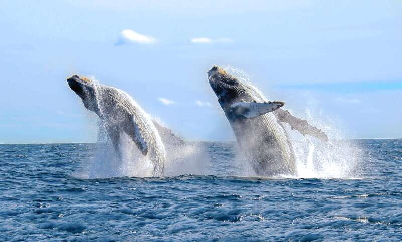 Cabo San Lucas: Luxury Catamaran Whale Watching Experience - Entering Cabo’s Whale-Watching Zone: Where the Day Starts