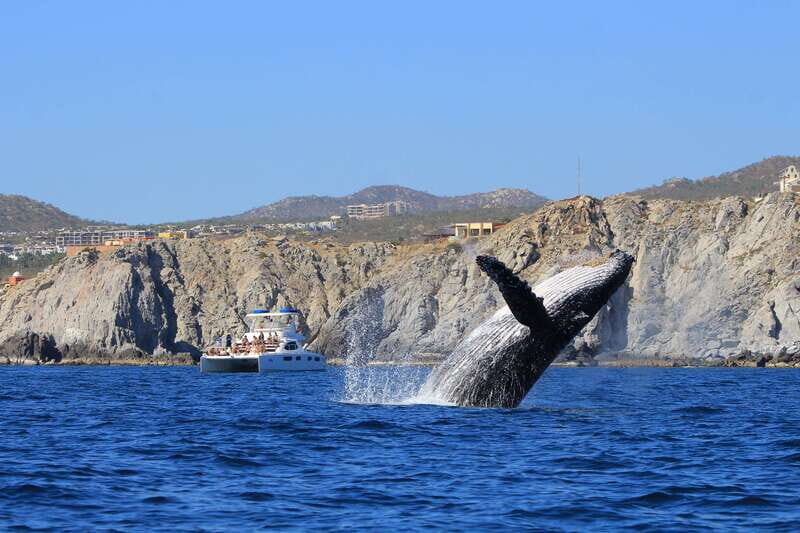 Cabo San Lucas: Luxury Catamaran Whale Watching Experience - Getting Past the Famous Arch: Why the Timing and Route Matter