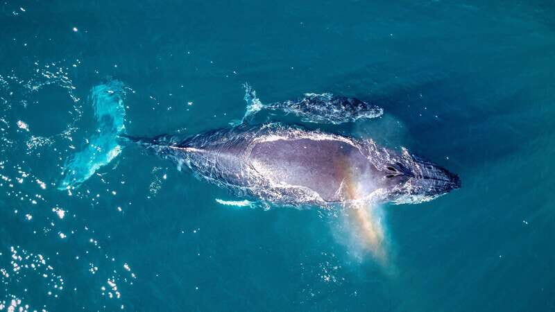 Cabo San Lucas: Luxury Catamaran Whale Watching Experience - The Hydrophone Moment: Hearing Humpbacks Underwater