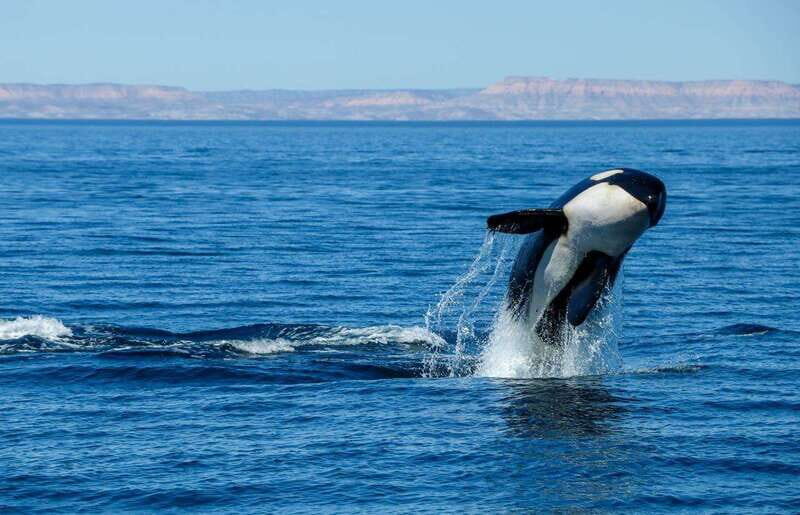 Cabo San Lucas: Luxury Catamaran Whale Watching Experience - Price and Logistics: The Real Cost and What to Plan