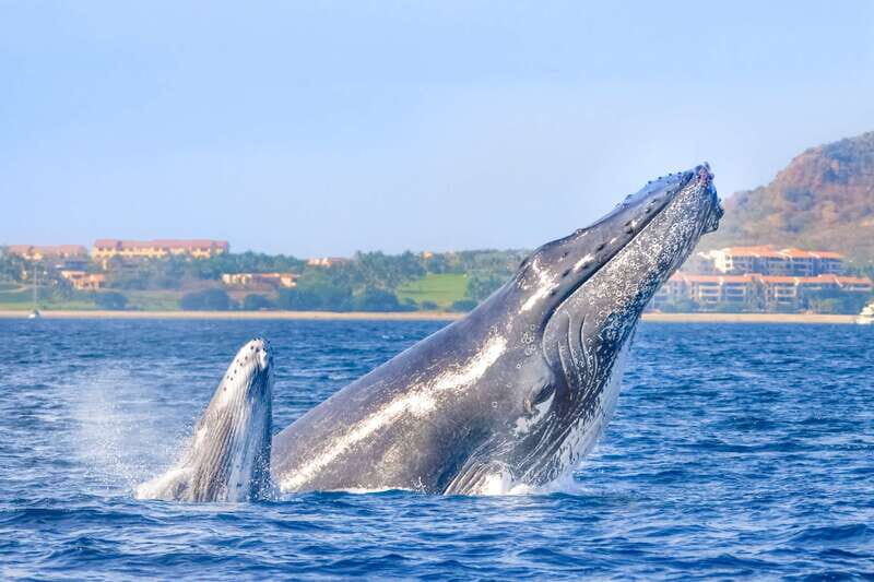Cabo San Lucas: Luxury Catamaran Whale Watching Experience - The Catamaran Comfort Factor: Double-Deck Viewing and a Real Open-Bar Break