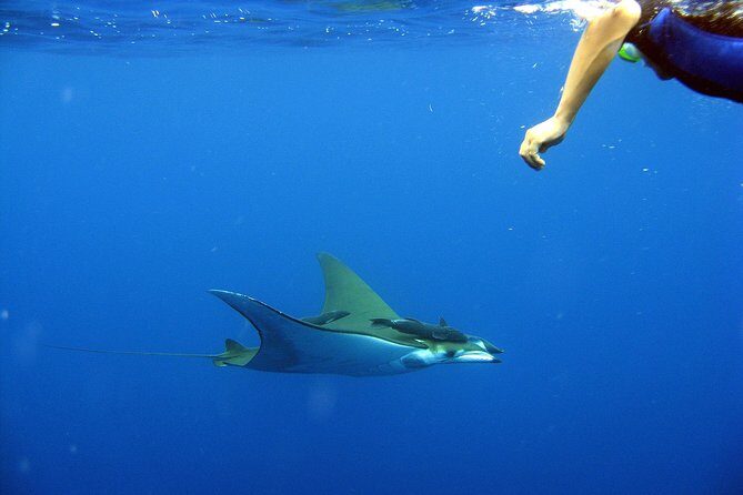 Cabo San Lucas Short Snorkeling Tour with Divemaster Guide - Sea Lions and Rock Encounters: The Bonus Most People Don’t Plan For