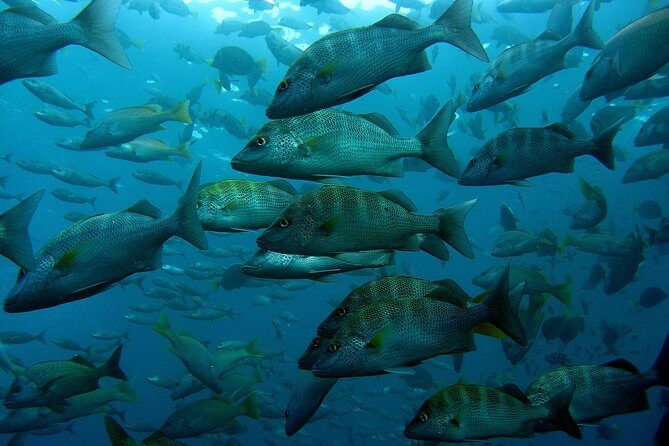 Cabo San Lucas Short Snorkeling Tour with Divemaster Guide - Small Group Energy: Why the Max 9 Travelers Rule Helps