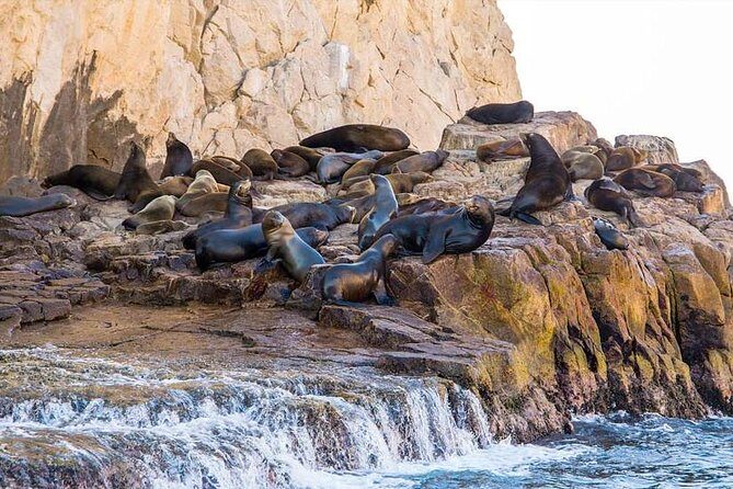 Cabo San Lucas sightseeing and Famous Arch tour - Sea lion colony: watching wildlife at the waterline