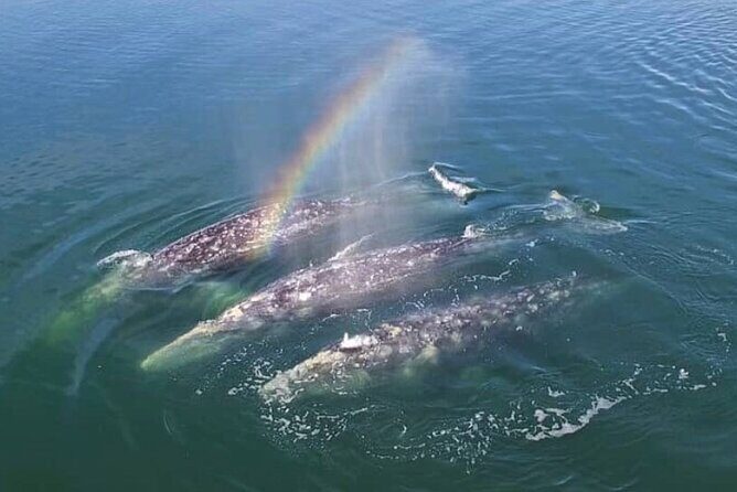Cabo San Lucas Small-Group Whale Watching Tour: Hear the Whales - Key highlights you should know before you go