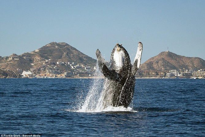 Cabo San Lucas Small-Group Whale Watching Tour: Hear the Whales - First stop: Finisterra Marina check-in and getting on the right boat