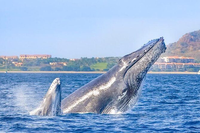 Cabo San Lucas Small-Group Whale Watching Tour: Hear the Whales - Playa de los Amantes and Medano Beach: scenic breaks during the hunt