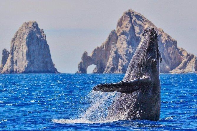 Cabo San Lucas Small-Group Whale Watching Tour: Hear the Whales - Marine biologist/naturalist guides: what you’ll actually learn on board