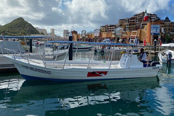 Cabo San Lucas Small-Group Whale Watching Tour: Hear the Whales - How sightings usually work: seeing multiple whales and different types