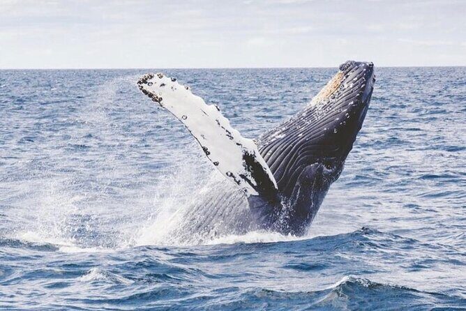 Cabo San Lucas Small-Group Whale Watching Tour: Hear the Whales - Boat comfort and rules of the road (and why that matters)
