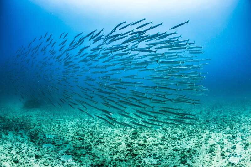 Cabo San Lucas: Snorkel, Lunch and Sail Experience - Key things to know before you go