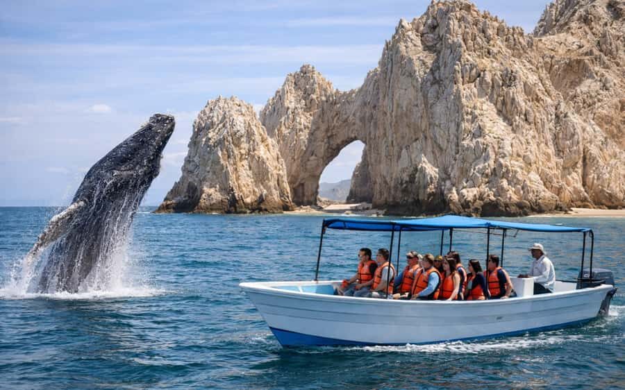 Cabo San Lucas Tour | Arch, Lover’s Beach & Whale Waching - From Gregory Tours to the Tender Dock: How the Timing Works