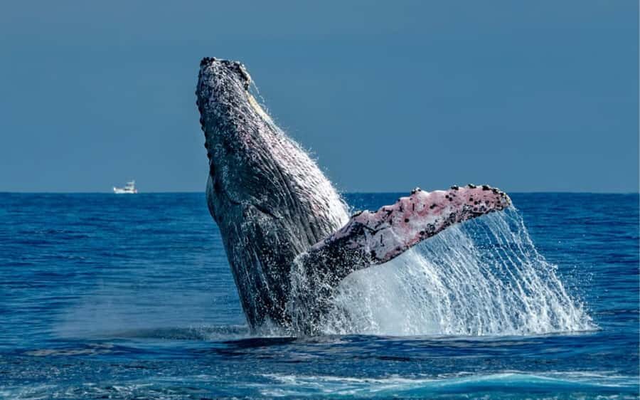 Cabo San Lucas Tour | Arch, Lover’s Beach & Whale Waching - What the Boat Ride Feels Like: Small-Group Comfort and Safety