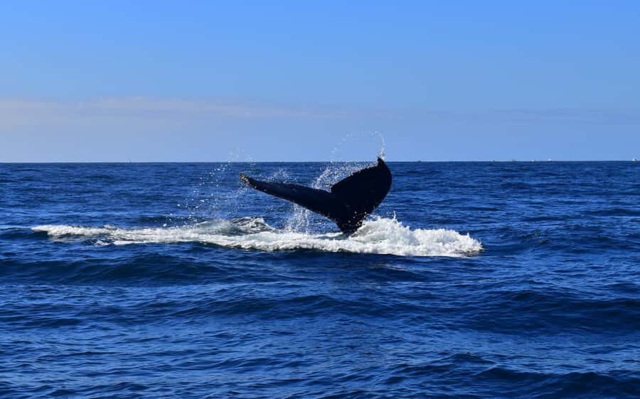 Cabo San Lucas Tour | Arch, Lover’s Beach & Whale Waching - Who Should Book This Cabo Whale and Arch Tour (and Who Should Skip It)