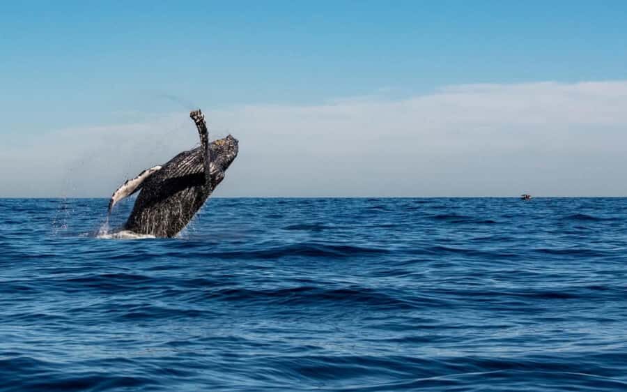 Cabo San Lucas Tour | Arch, Lover’s Beach & Whale Waching - FAQ