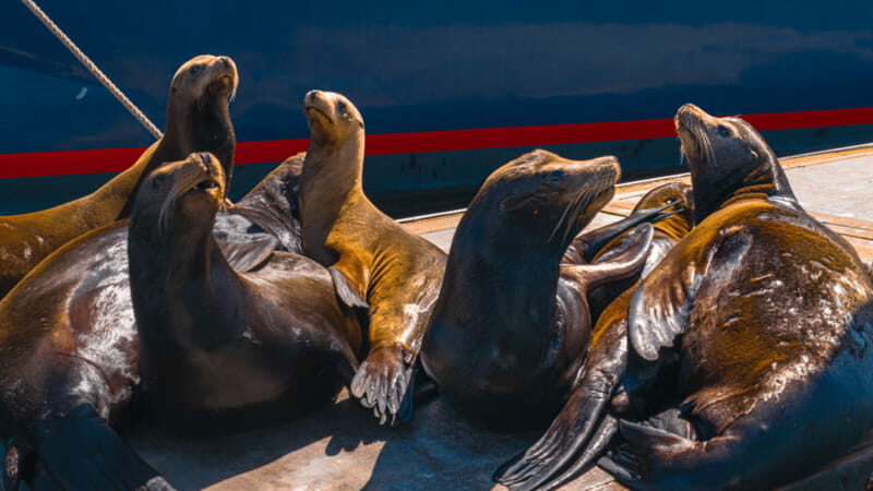 Cabo San Lucas: Tour paseo al Arco + bajada en playa - Key points to know before you go