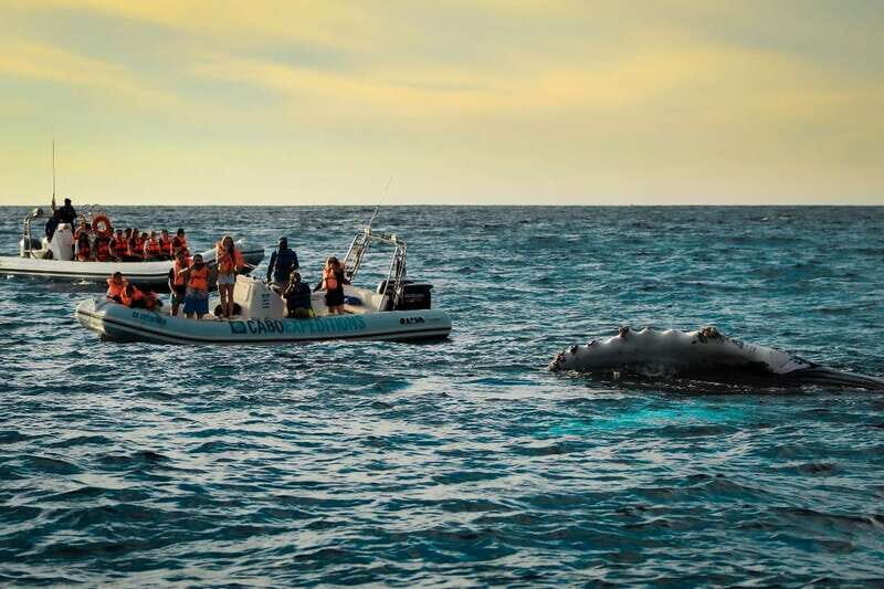 Cabo San Lucas: Up-Close Whale Watching Small-Group Tour - Key things that make this Cabo whale tour work