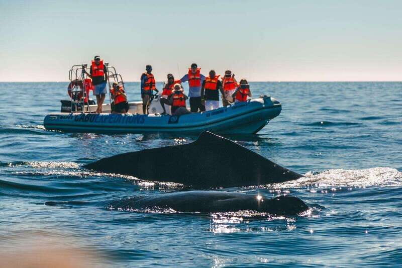 Cabo San Lucas: Up-Close Whale Watching Small-Group Tour - Should you book this Cabo whale watching tour?
