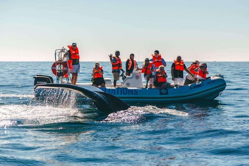 Cabo San Lucas: Up-Close Whale Watching Small-Group Tour - Why a Zodiac whale-watch in Cabo feels different than big-boat tours