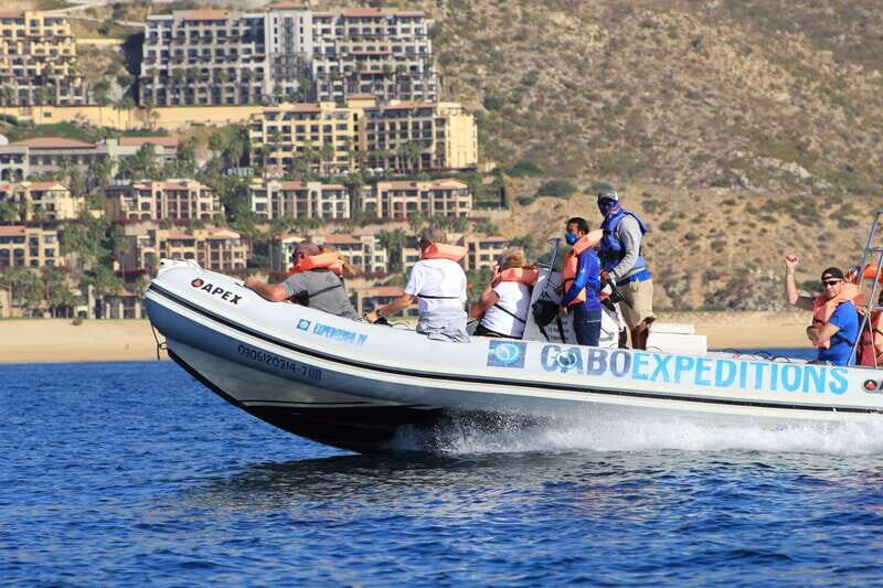 Cabo San Lucas: Up-Close Whale Watching Small-Group Tour - What you’ll actually see: whales, dolphins, and winter patterns around Cabo