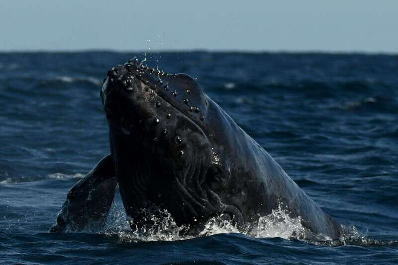 Cabo San Lucas: Up-Close Whale Watching Small-Group Tour - Whale-spotting tips the guide will help you use in real time