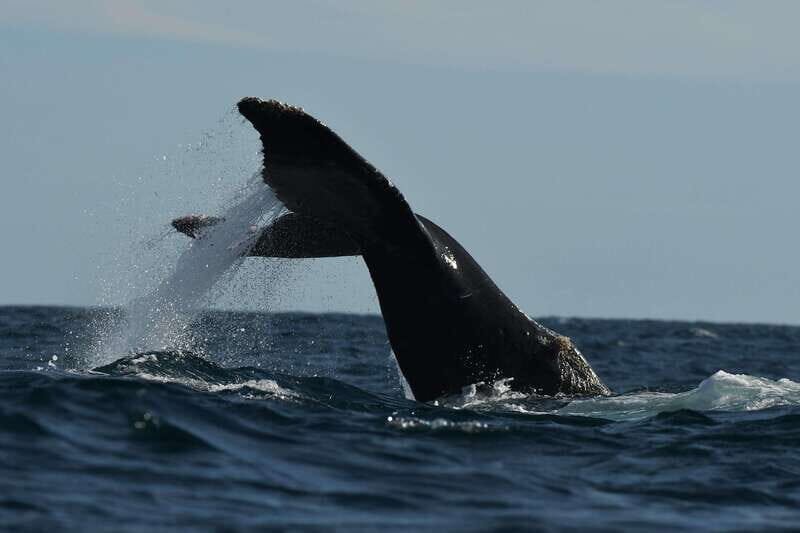 Cabo San Lucas: Up-Close Whale Watching Small-Group Tour - Why the crew approach matters: speed, skill, and respectful distance